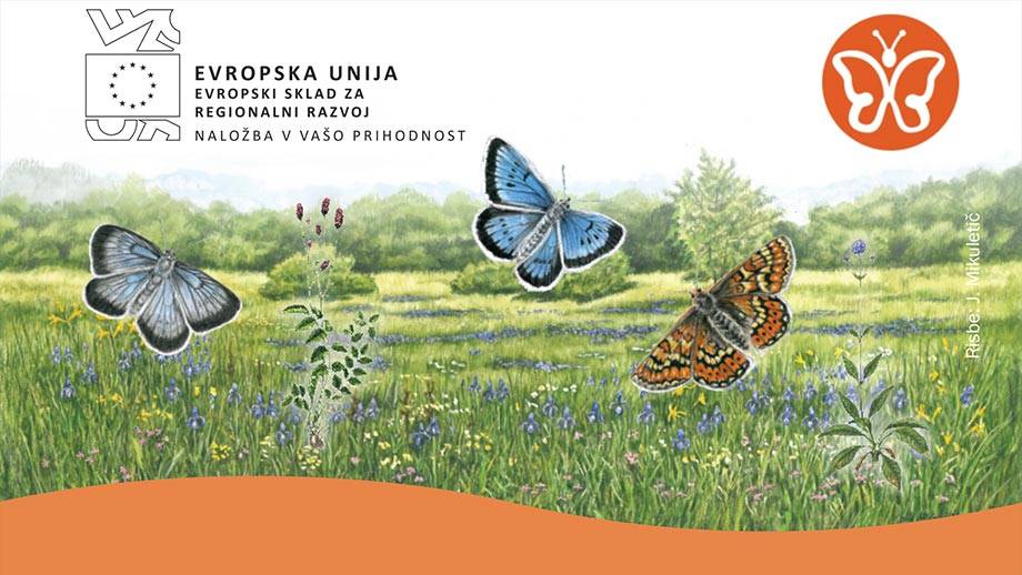 tematska-pot-pot-metuljev
